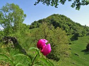 35  Peonia officinalis (Peonia selvatica) in piena fioritura con vista sul Monte Zucco